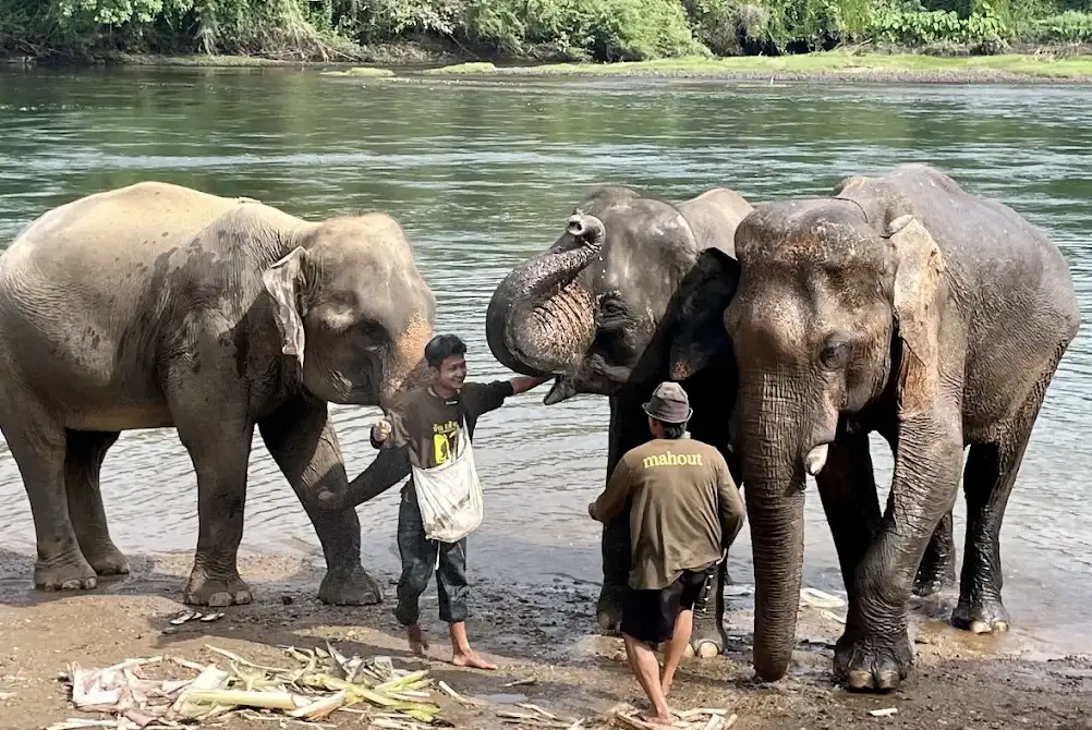 ElephantsWorld Kanchanaburi