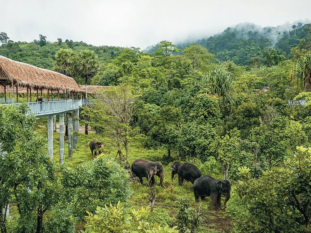 Phuket elephant sanctuary: Ethical wildlife experiences