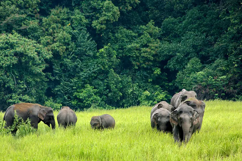 Exploring Thailand national parks: Nature’s best