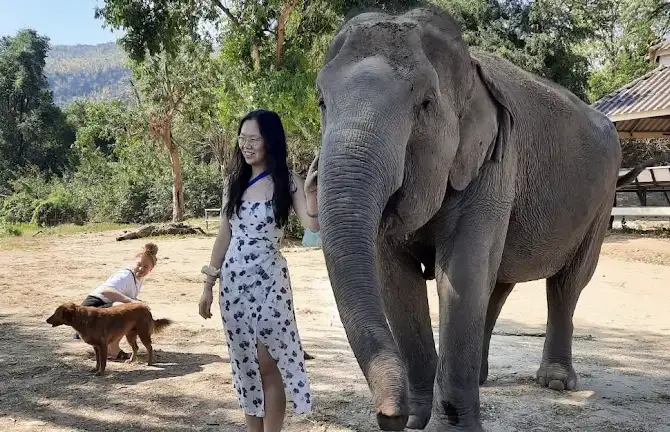 Top Ethical Elephant Sanctuaries Near Bangkok: An Ethical Experience with Thailand’s Gentle Giants