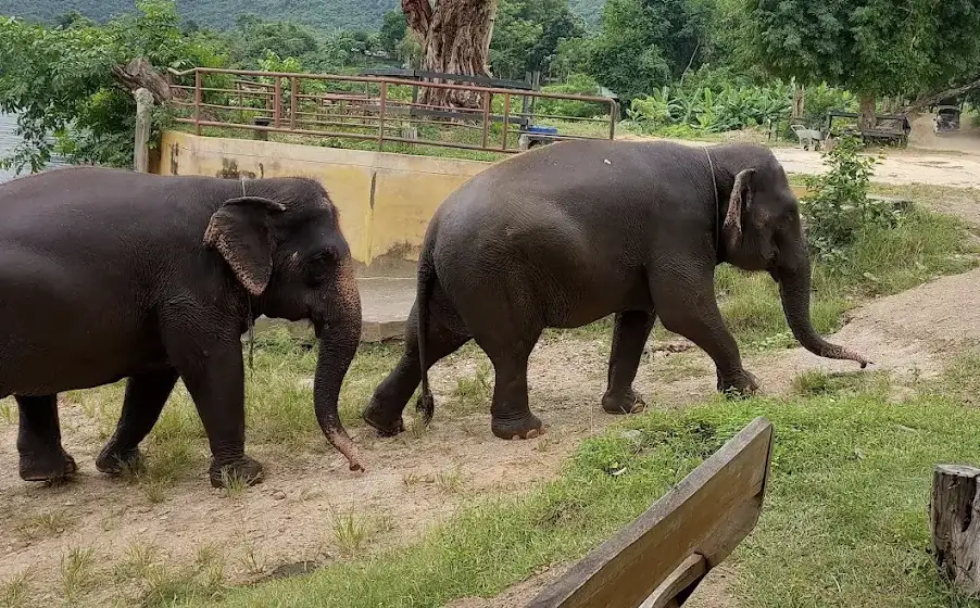 Why Choose an Ethical Elephant Sanctuary Near Bangkok?