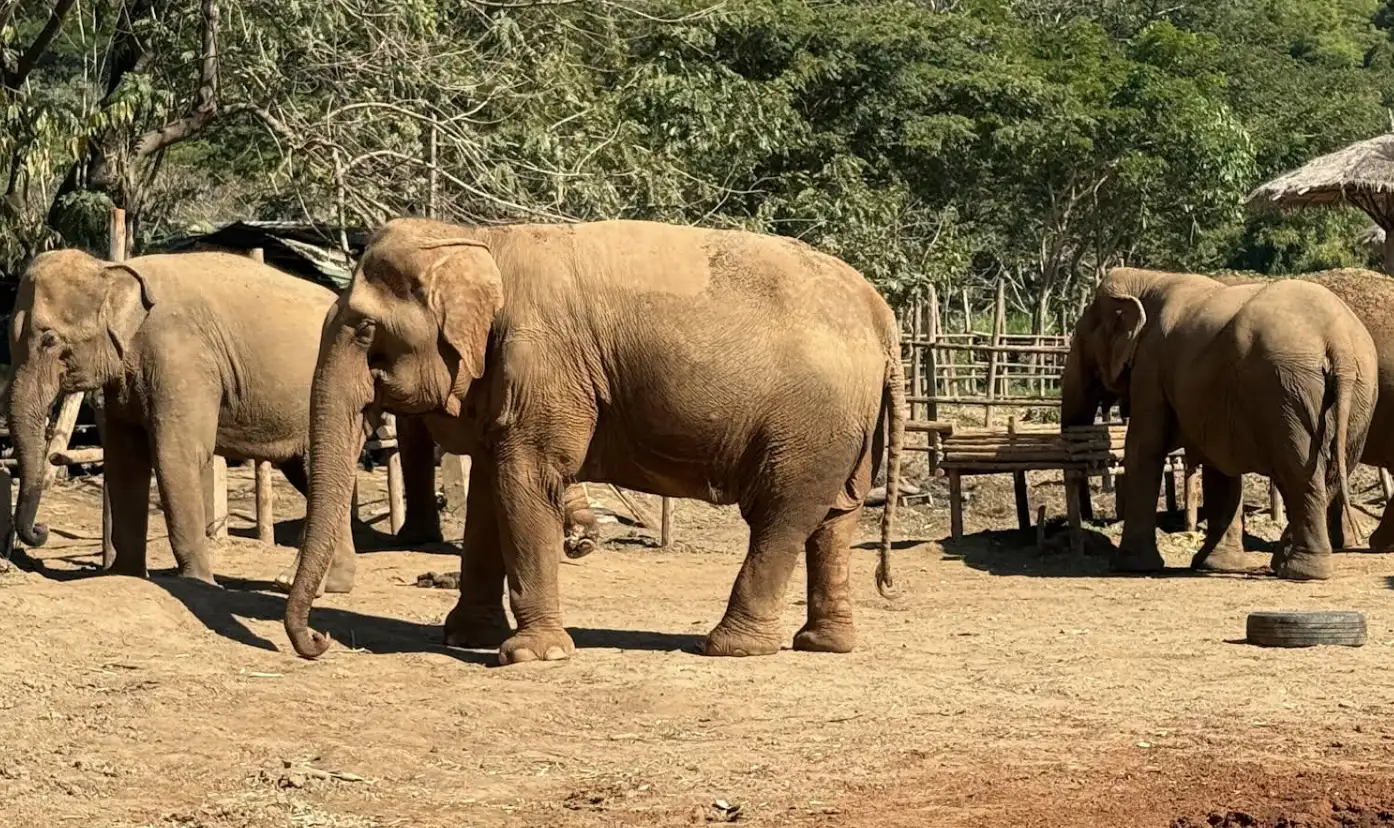 A Life-Changing Journey at Elephant Nature Park