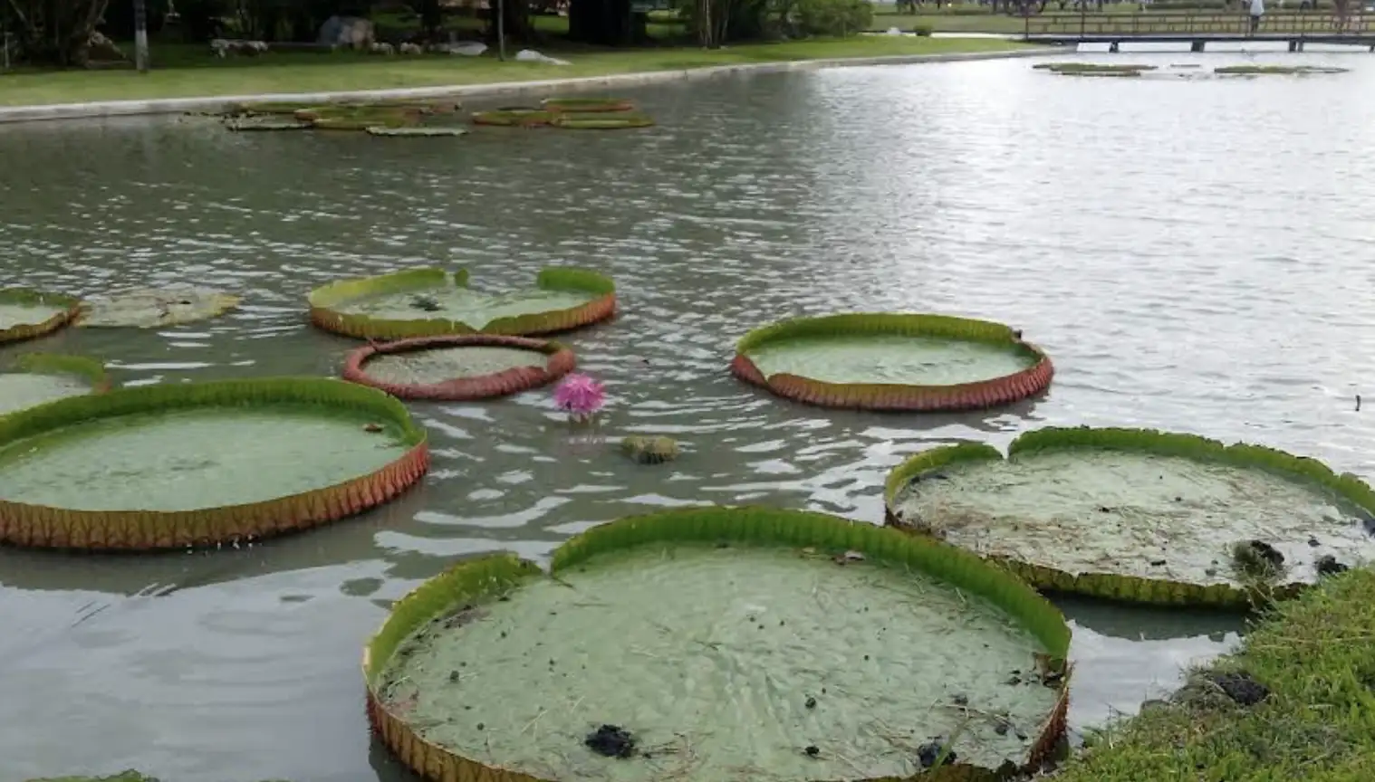 Discovering Serenity at Suan Luang Rama IX: Bangkok’s Hidden Paradise