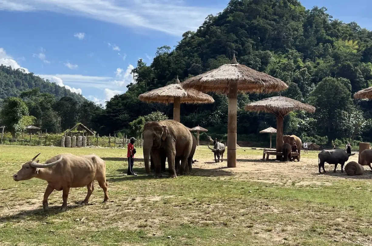 Meeting the Elephants - A Moment of Awe