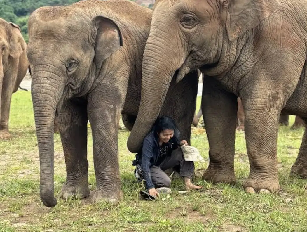 Why Elephant Nature Park