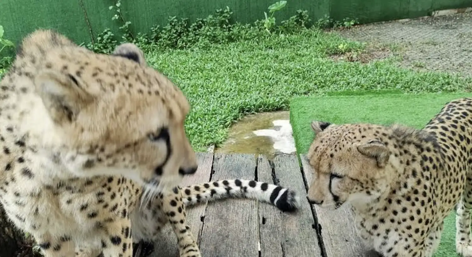 Review of Tiger Kingdom Phuket: A Controversial Wildlife Experience